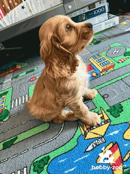 Vand Cocker Spaniel fetita 