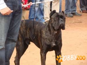 MONTA Cane Corso