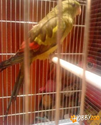 Papagal regent mascul