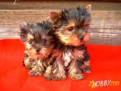 YORK SHIRE TERRIER TOY