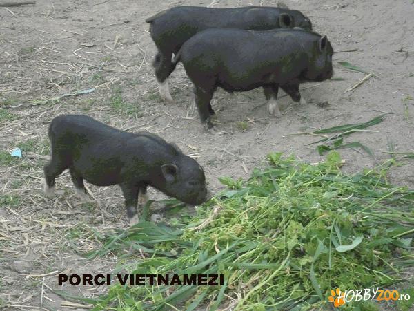 Porci vietnamezi de vanzare