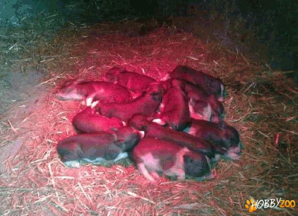 Porci fara colesterol