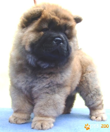 vand catei chow chow