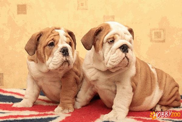 puiuti bulldog englez