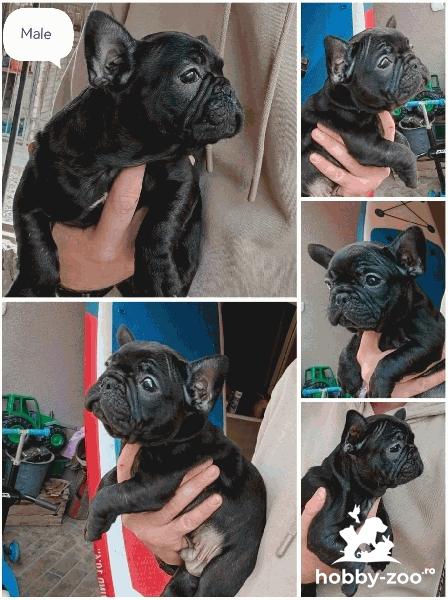 Buldog francez cățeluși