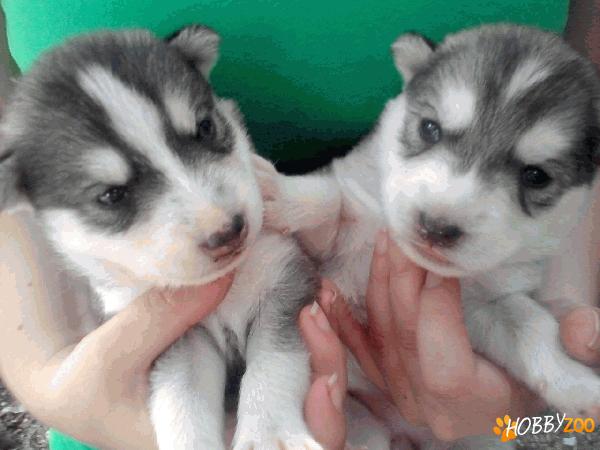 vand pui husky