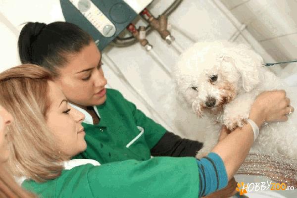 Curs Coafor Canin Bucuresti