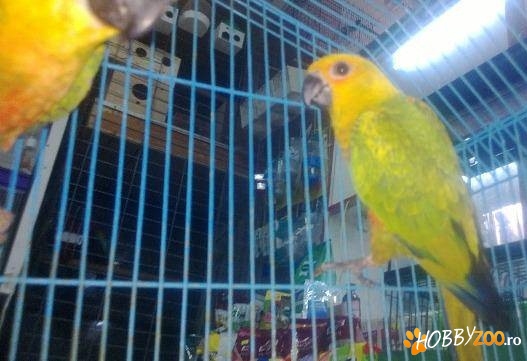 Aratinga Soarelui crescut la mana