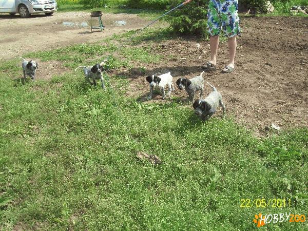 Vand Pui Brac German ! Masculi si F