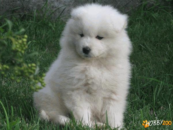vand catei samoyed satu mare