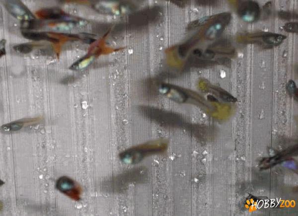 Pesti Guppy pui si adulti