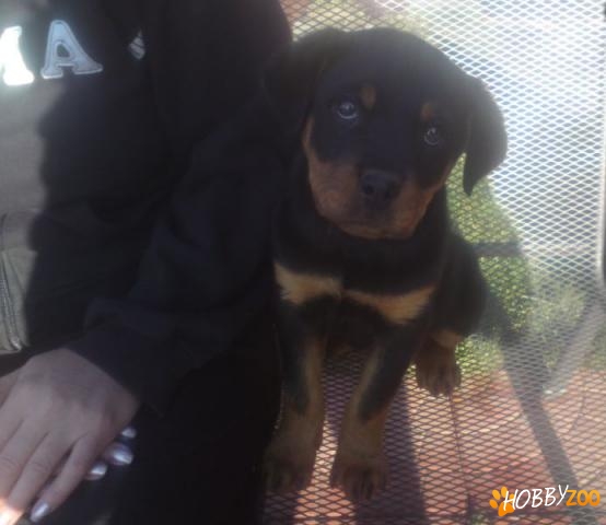 catelusa rottweiler rasa pura