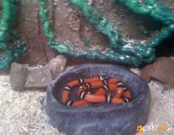 Sarpe Milksnake mascul dragut