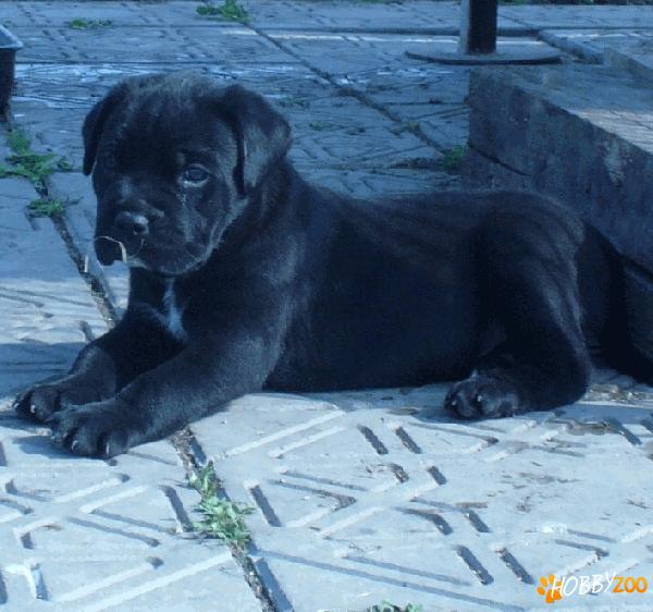 Vand catei Cane corso - 2 luni