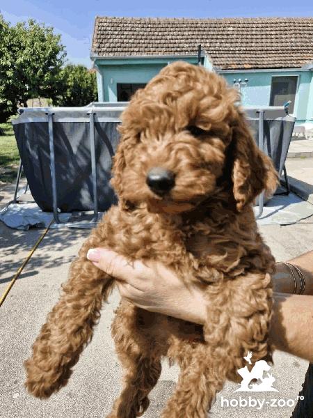 Pudel-Caniche roscati (red)