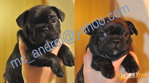 Bulldog Francez cu pedigree