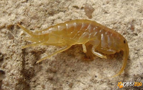 Crustacee pentru testoase