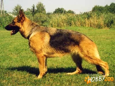 vand femela de ciobanesc german cu pedig