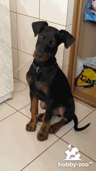 Vand pui de Doberman 