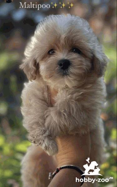 Pui Maltipoo de genetică superioară