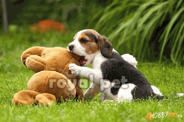 VAND CAINI BEAGLE BUCURESTI BRASOV 