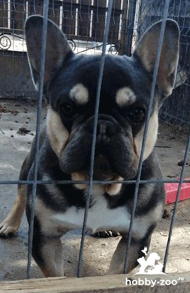 Monta bulldog francez 