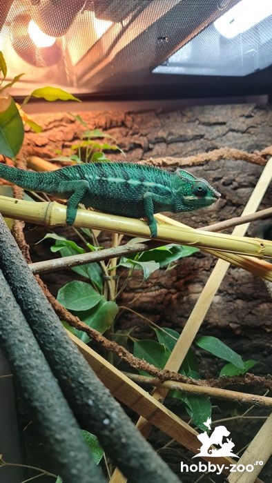 Cameleon Furcifer Pardalis MASCUL