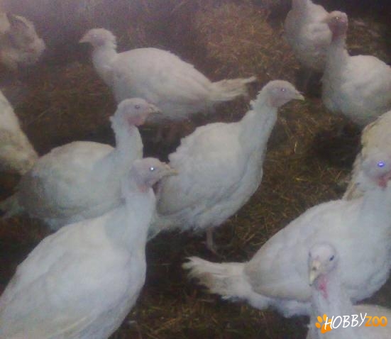 Curcani vii sau taiati