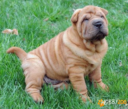 shar pei cutati 