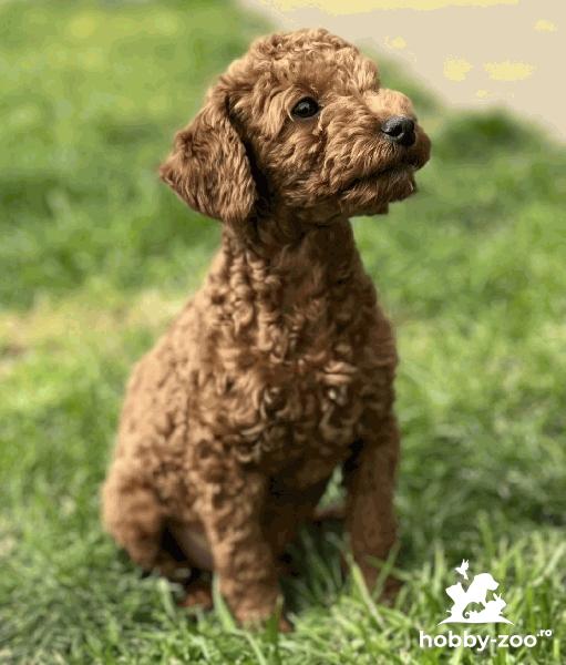 Caniche Toy de vanzare