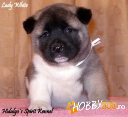 Pui Akita American Hidalgos Spirit