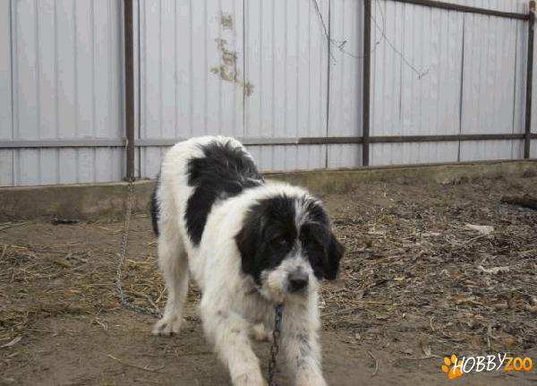 CIOBANESC ROMANESC DE BUCOVINA