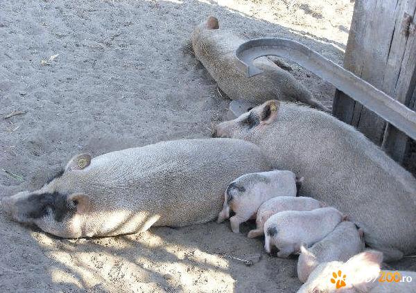 Porci rasa vietnameza deparazitati