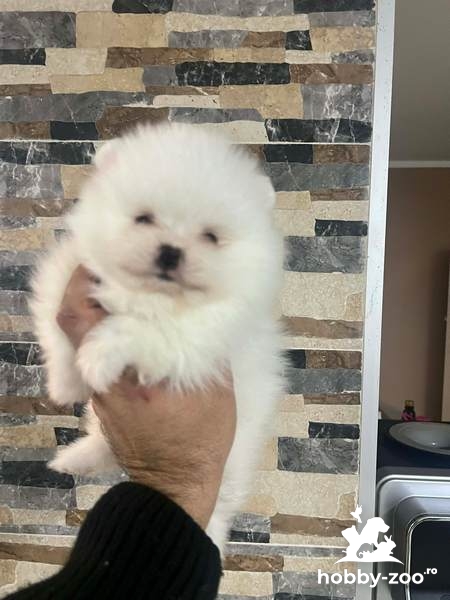 Căței Pomeranian Boo