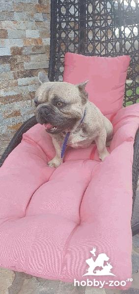 Buldog francez exemplar deosebit
