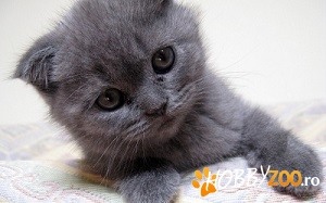 pisici scottish fold shorthair blue