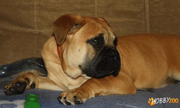 Bullmastiff pui - masculi si femele
