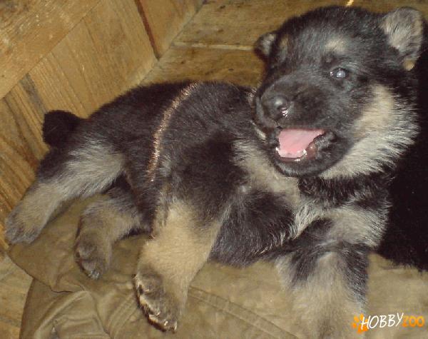 Vand pui Ciobanesc German (caine l