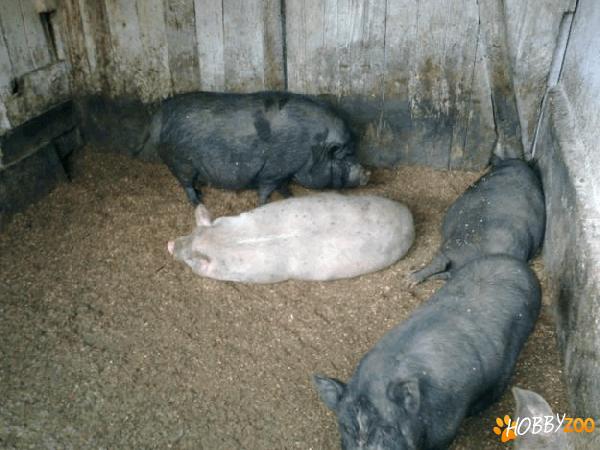Porci carne dietetica