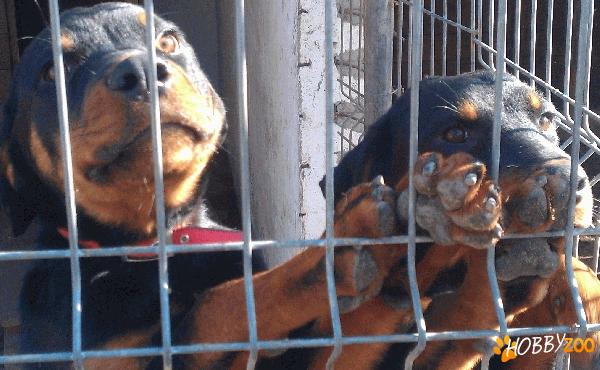 Vand Rottwailer,PEDIGREE,toate vacc