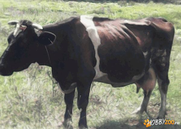 Vaca din rasa Holstein 