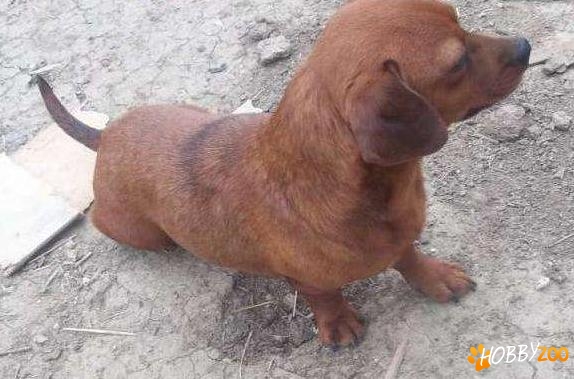 Femela de Teckel dacshund