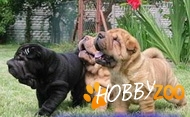 Catei Shar-Pei deparazitati si vacc