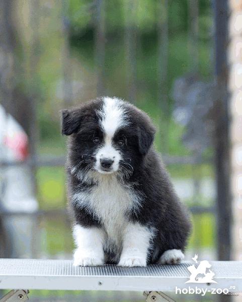 Border Collie – Pui minunați