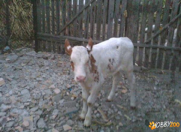 vaca de lapte si vitea