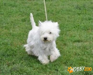 pui westie cu pedigree