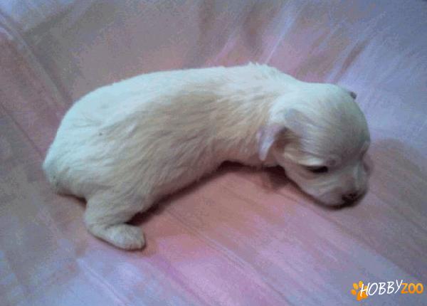 bichon havanese talie mica 