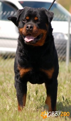 pui rottweiler