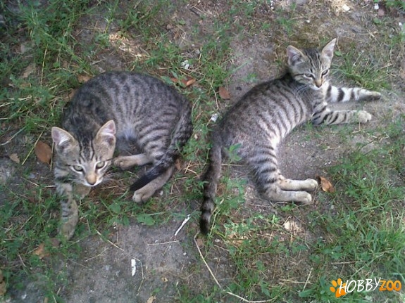 Jucause tandre si torcatoare