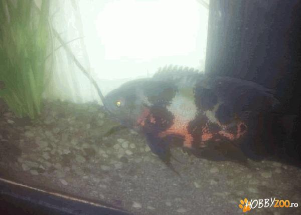 Astrnotus ocellatus negru